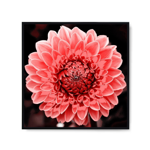 Dahlie pop rot