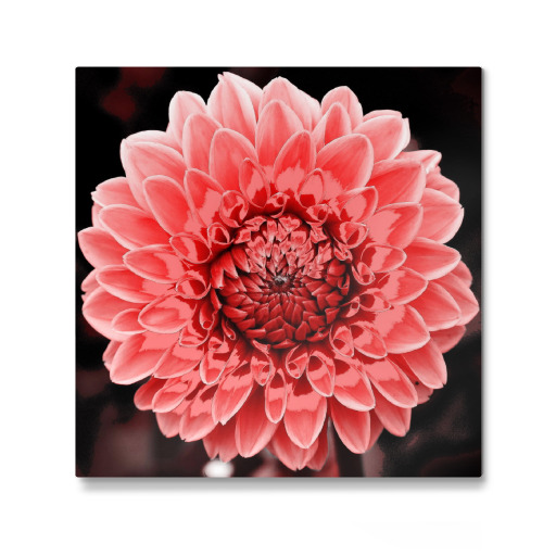 Dahlie pop rot