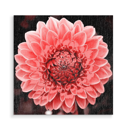 Dahlie pop rot