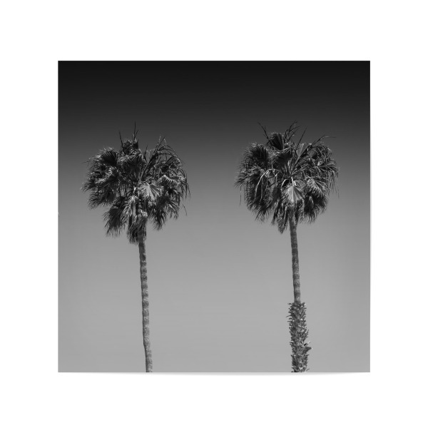 Poster 20x20 cm "Palmenpanorama | Monochrom" artboxONE - Natur,Schwarzweiß