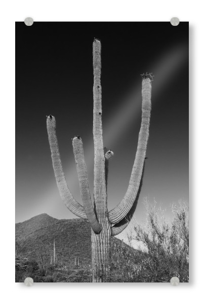 Acrylglasbild "Saguaro Kaktus | Monochrom" artboxONE - Natur,Schwarzweiß