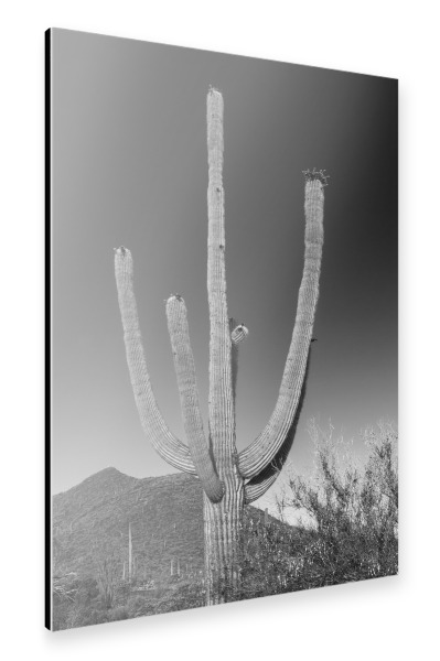 Alu-Dibond "Saguaro Kaktus | Monochrom" 30x20 cm artboxONE