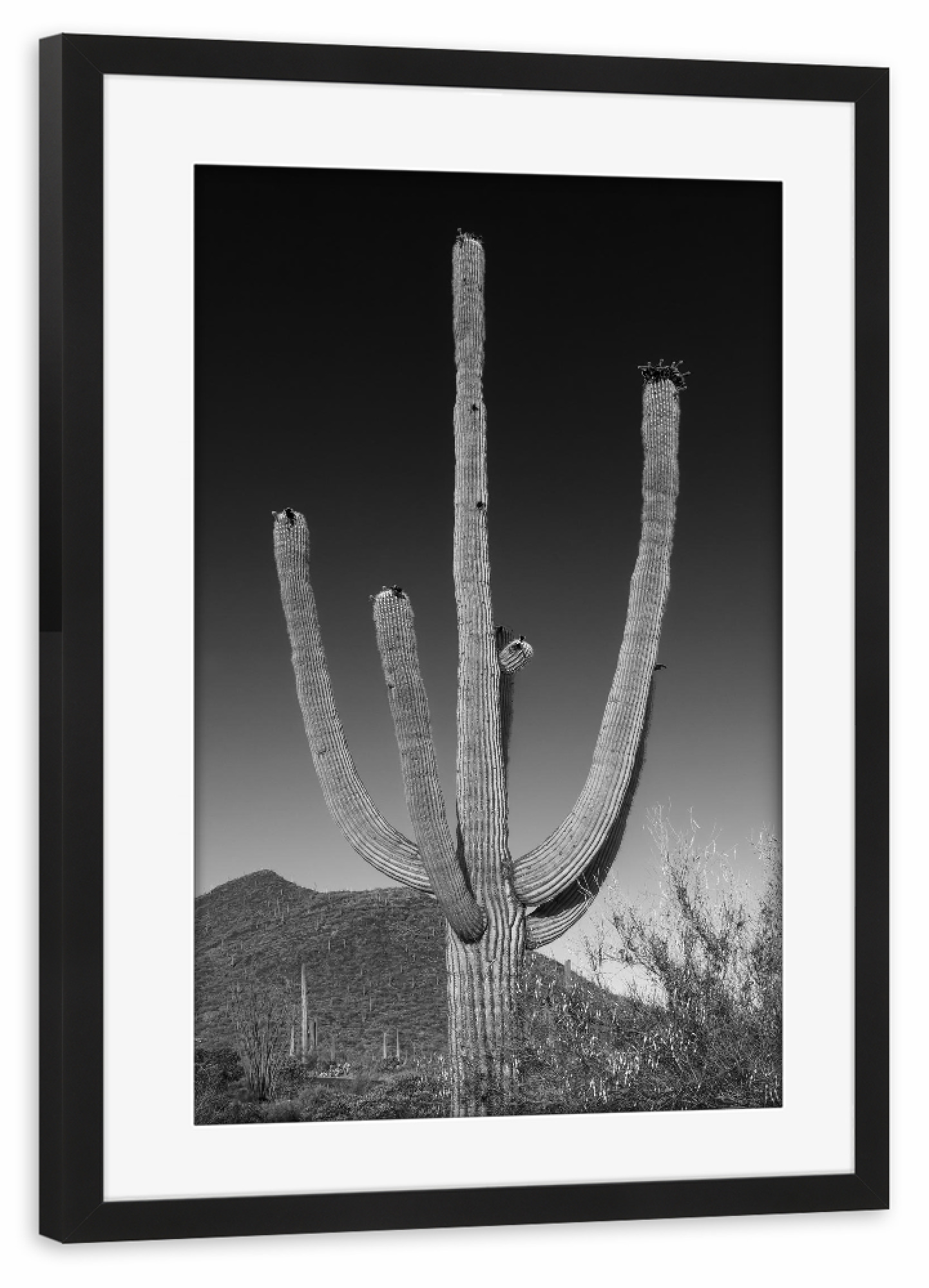 Poster mit Rahmen schwarz "Saguaro Kaktus | Monochrom" artboxONE - Natur,Schwarzweiß