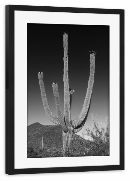 Poster mit Rahmen schwarz "Saguaro Kaktus | Monochrom" artboxONE - Natur,Schwarzweiß