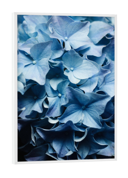Poster mit weißem Rahmen "Blaue Hortensien" artboxONE - Natur,Floral - Hortensie,Blumen,Blüten,Bouquet