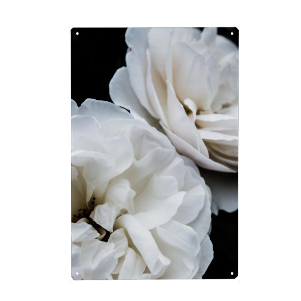 Holzbild "White Roses I" artboxONE - Natur,Floral
