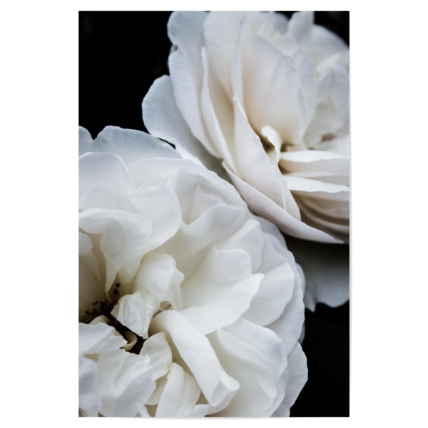 Poster "White Roses I" artboxONE - Natur,Floral - Petals,Botanical,Petal,Blossom,White,White roses,Nature,Photography,Girly,Pink,Macro,Floral,Flowers