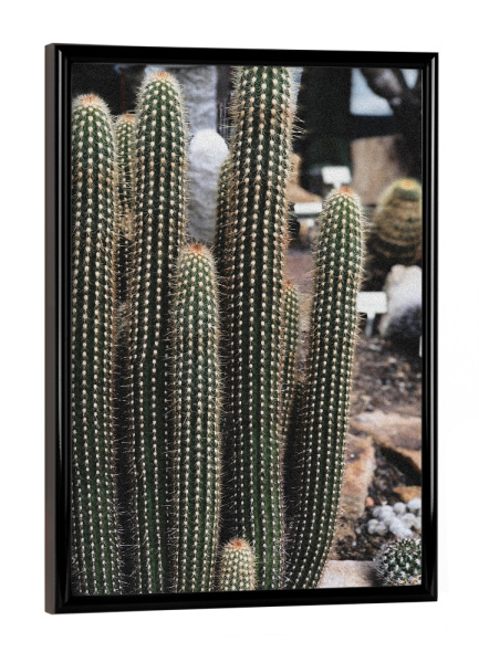 Poster mit schwarzem Rahmen "Micranthocereus Kaktus" artboxONE - Natur - Kakteen,Grüner kaktus,Botanischer garten,Botanik,Kaktus