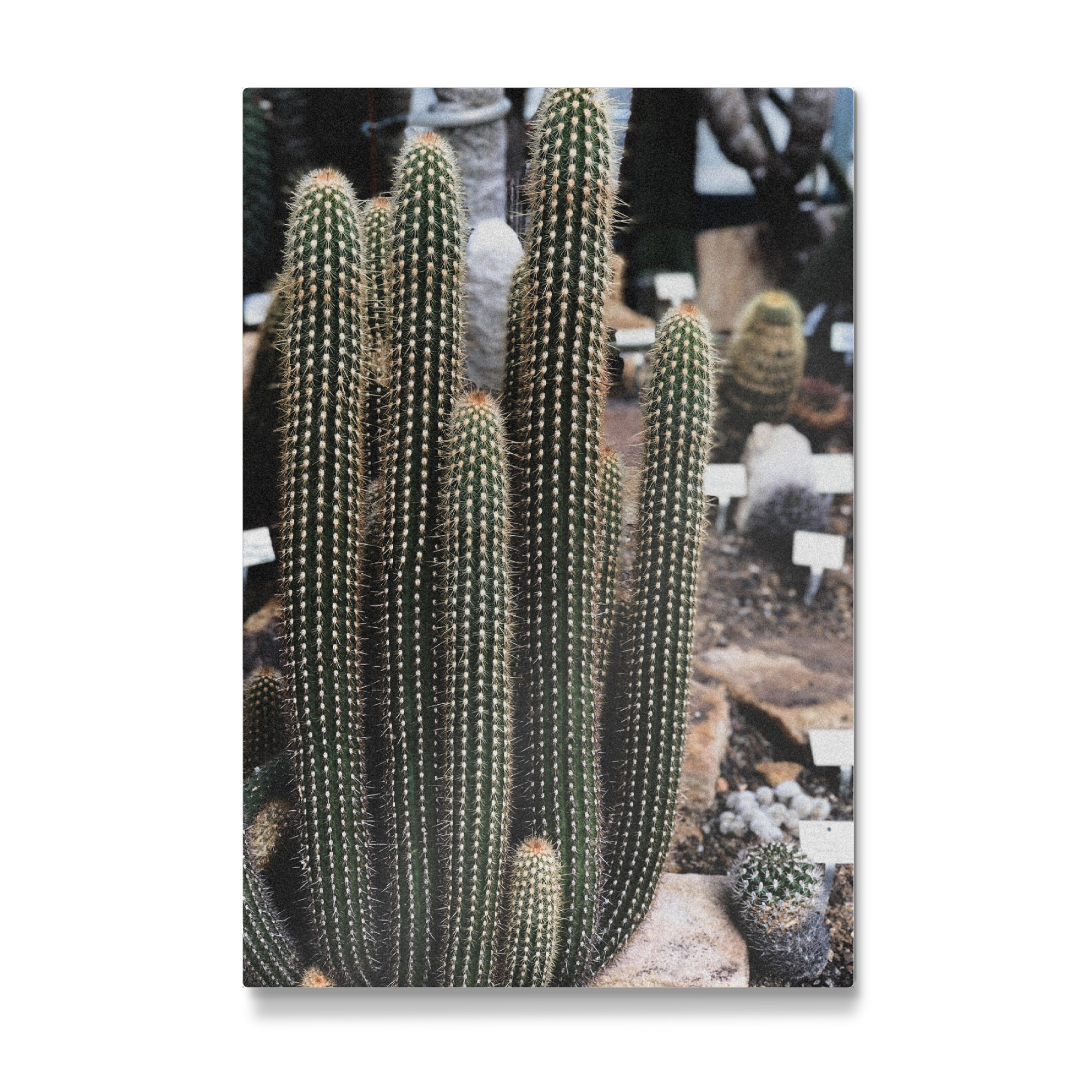 Galerie-Print "Micranthocereus Kaktus" 75x50 cm artboxONE