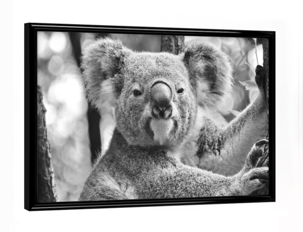 Poster mit schwarzem Rahmen "Koala Bär Portrait" artboxONE - Natur,Tiere,Schwarzweiß - Koala,Bär,Koalabär,Tier,Portrait