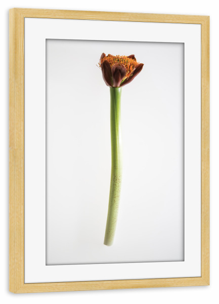 Poster mit Rahmen kiefer "Botanical Paint Brush" artboxONE - Natur,Floral