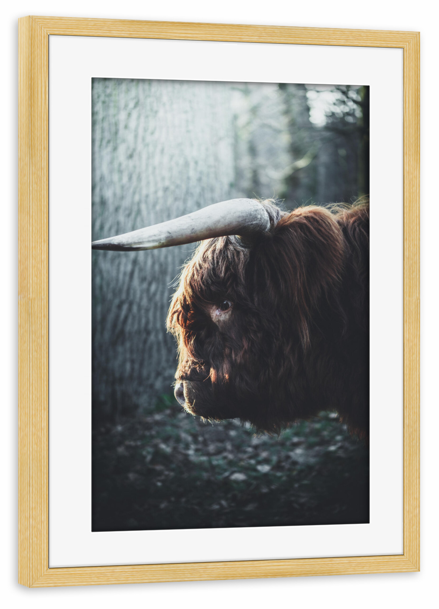 Poster mit Rahmen kiefer "Hochlandrind" artboxONE - Natur,Tiere - Hochlandrind,Tier,Motiv,Gesicht,Fotografie