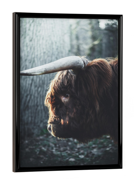 Poster mit schwarzem Rahmen "Hochlandrind" artboxONE - Natur,Tiere - Hochlandrind,Tier,Motiv,Gesicht,Fotografie