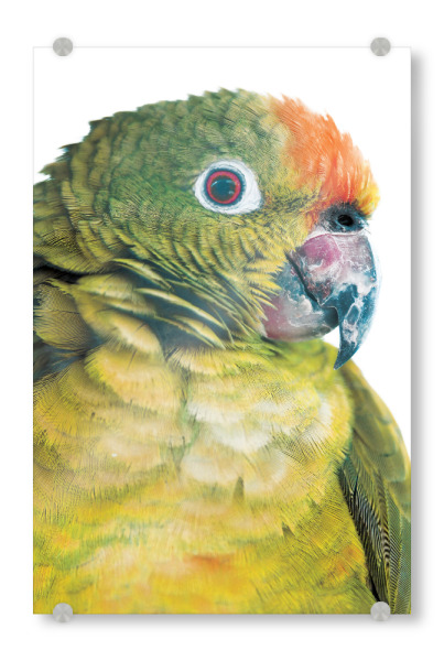 Acrylglasbild "Polly" artboxONE - Tiere - Parrot,Colorful parrot,Parrot print,Birds eye,Bird of paradise,Birds,Amazon,Tropical,Exotic,Exotic bird