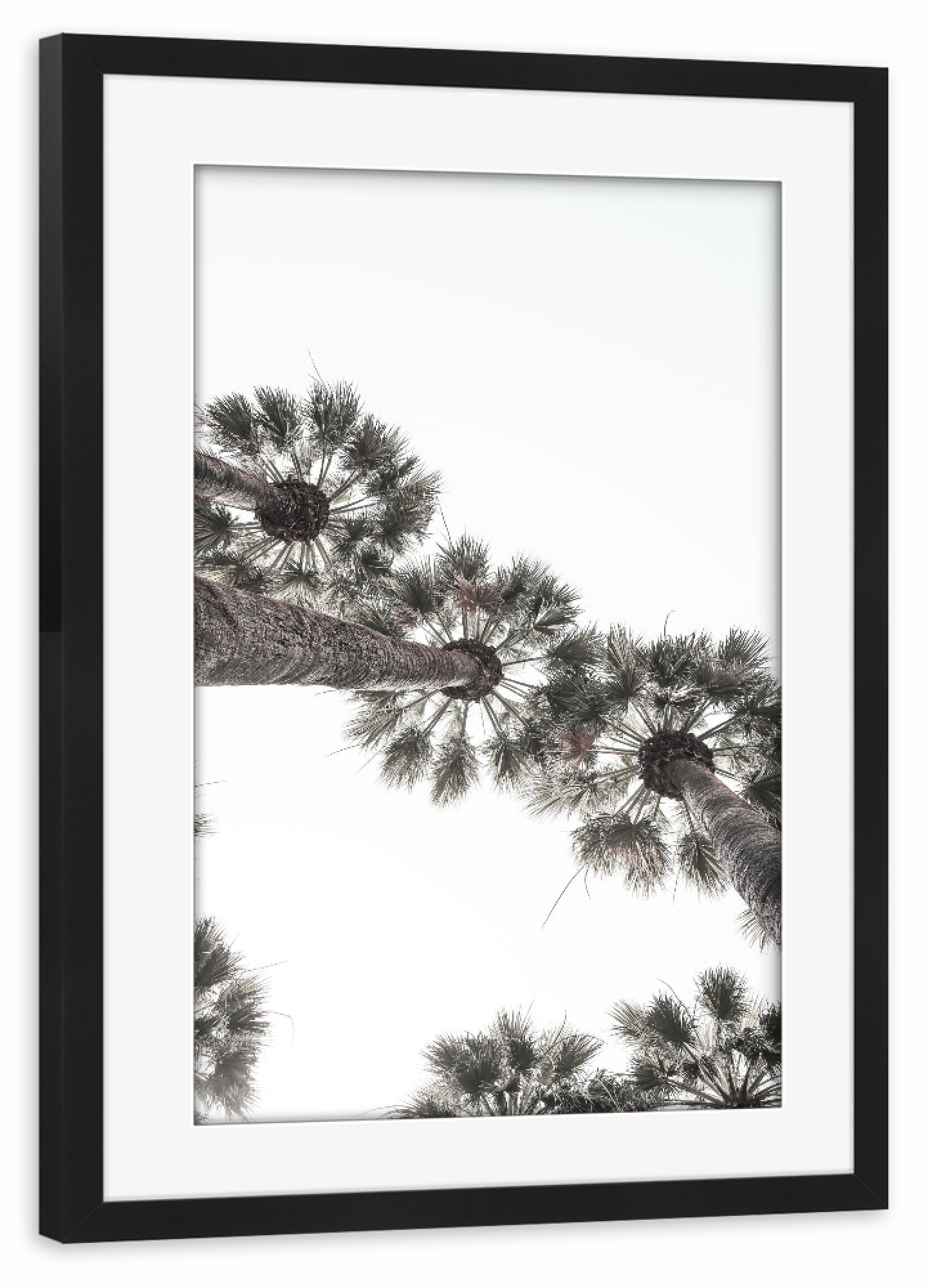 Poster mit Rahmen schwarz "Bodrum Palms" artboxONE - Natur - Palms,Palmtree,Mediterranean,Asymmetry.,Pattern,Nature,Tropical,Floral,Island,Turkey