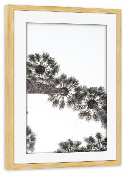 Poster mit Rahmen kiefer "Bodrum Palms" artboxONE - Natur - Palms,Palmtree,Mediterranean,Asymmetry.,Pattern,Nature,Tropical,Floral,Island,Turkey