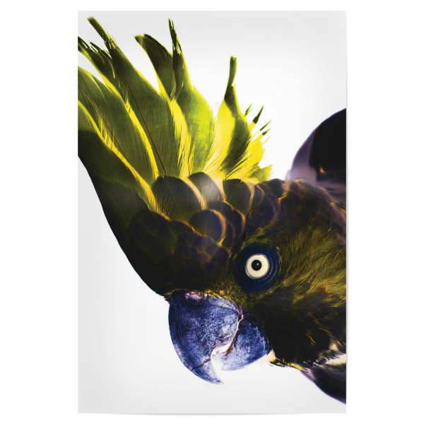 Poster "Punk Rocker Cockatoo" artboxONE - Natur,Tiere - Bird,Cockatoo,Parrot,Punk,Rocker,Tropical,Exotic,Exotic bird,Amazon,Style,Animal
