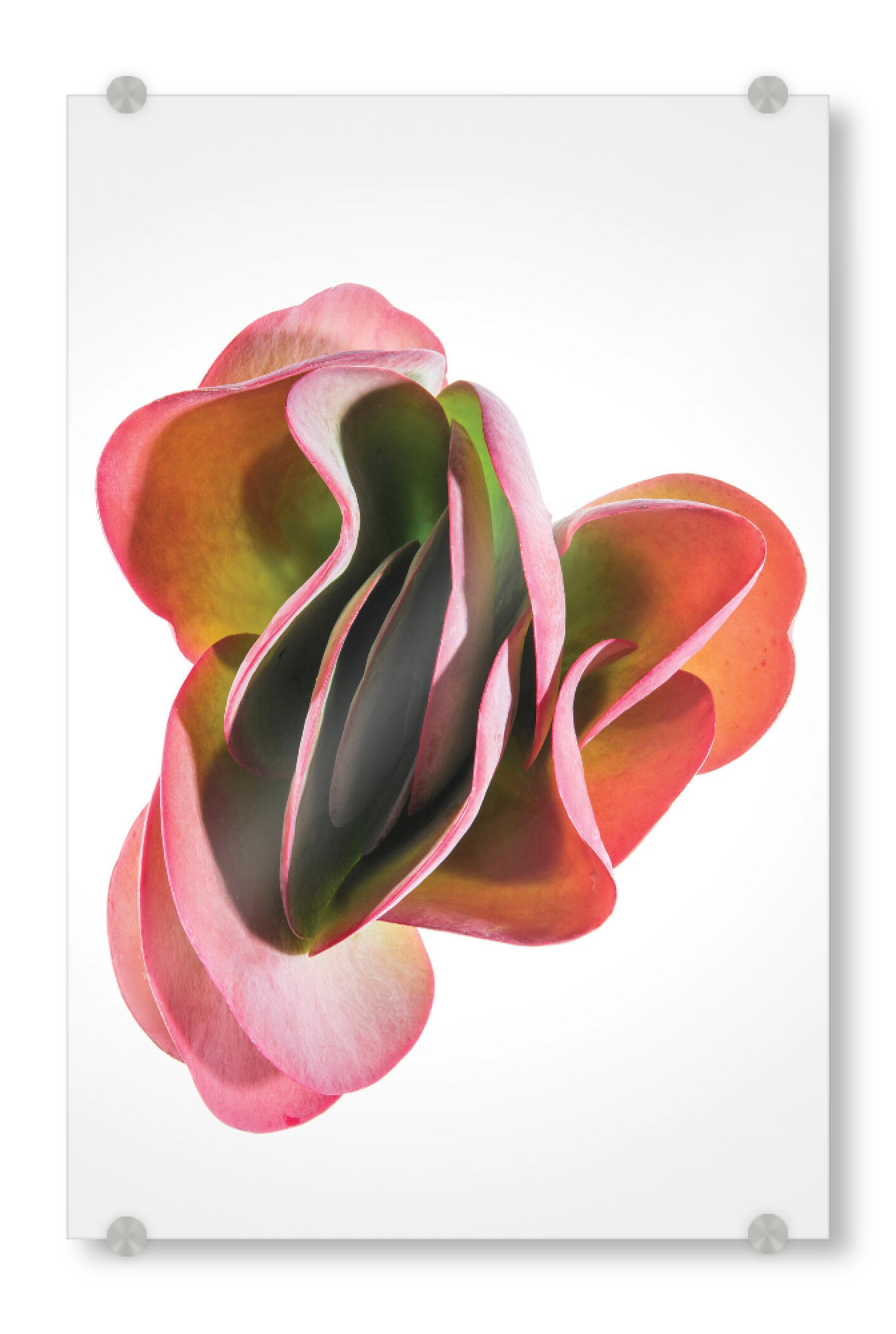 Acrylglasbild "Rock Rose" artboxONE - Floral - Succulent,Botanical,Floral,Nature,Floral pattern,Organic,Rose