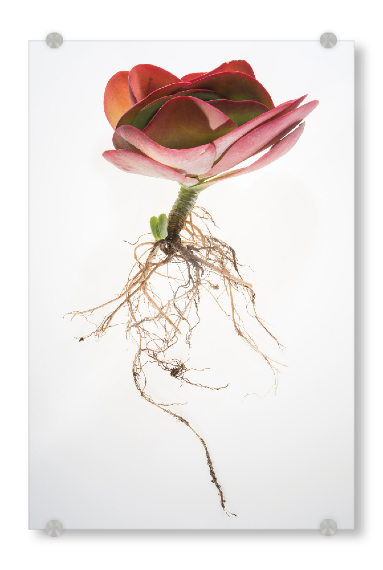 Acrylglasbild "Botanical Obsession" artboxONE - Natur,Floral - Botanical,Succulent,Floral,Plant,Wholeplant,Nature,Horticulture,Roots,Classic