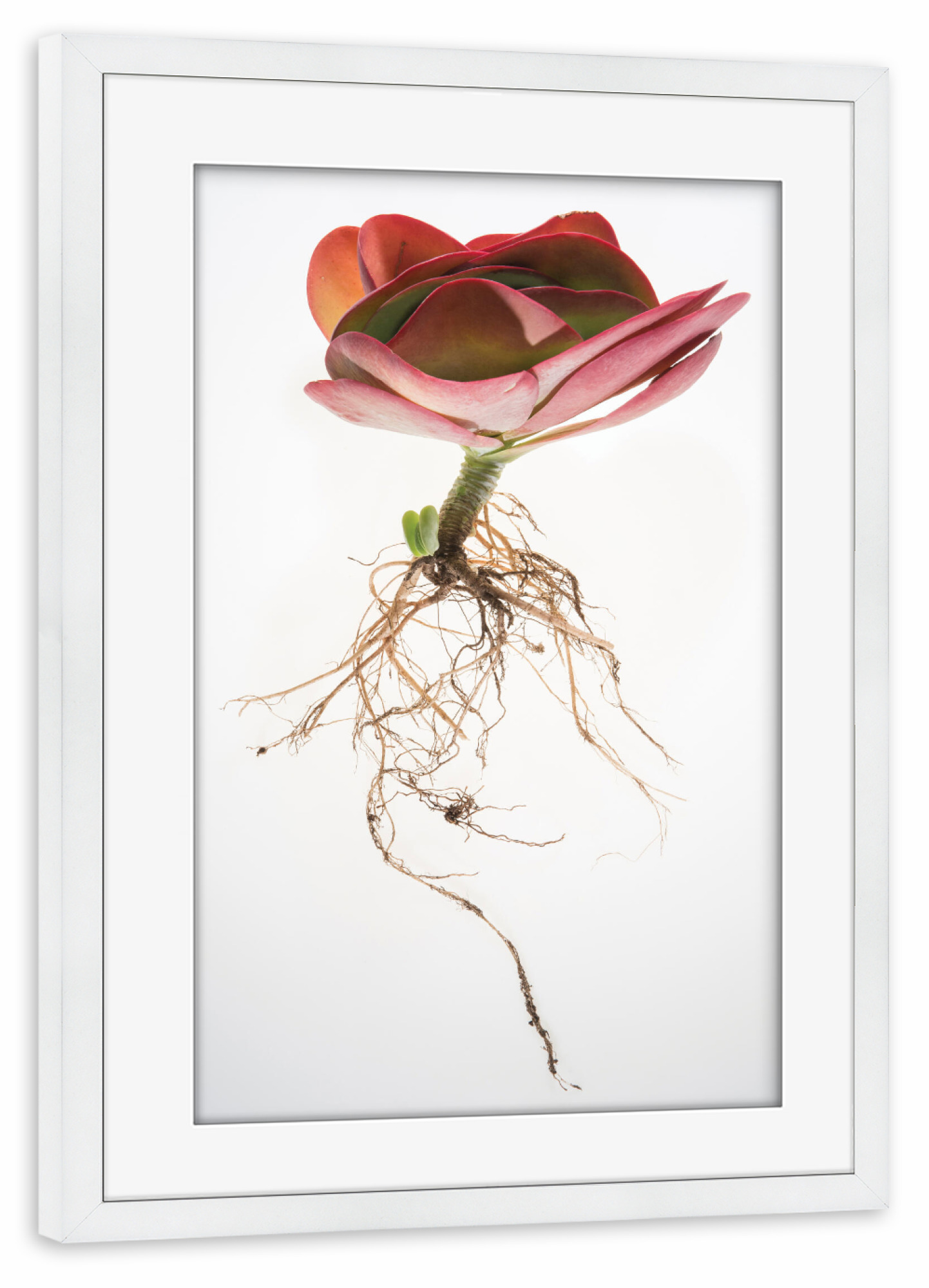 Poster mit Rahmen weiß "Botanical Obsession" artboxONE - Natur,Floral - Botanical,Succulent,Floral,Plant,Wholeplant,Nature,Horticulture,Roots,Classic