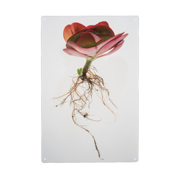 Metall Poster "Botanical Obsession" artboxONE - Natur,Floral - Botanical,Succulent,Floral,Plant,Wholeplant,Nature,Horticulture,Roots,Classic
