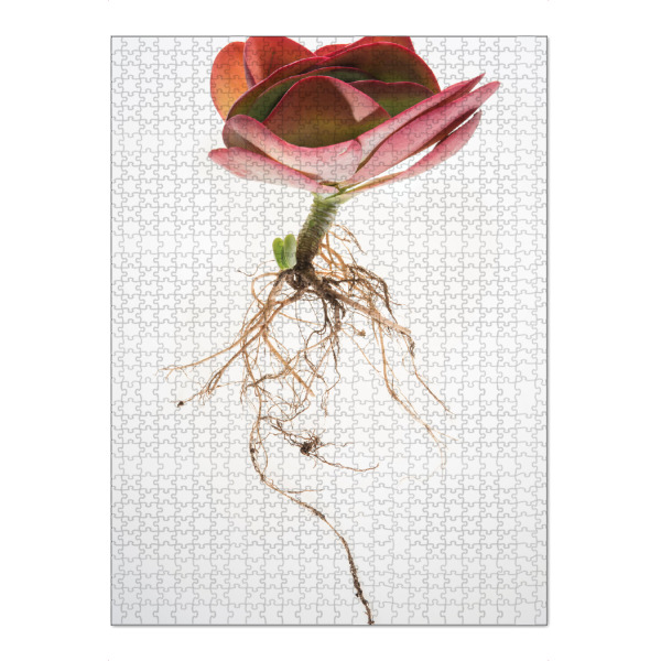 Puzzle Ravensburger "Botanical Obsession" artboxONE - Natur,Floral - Botanical,Succulent,Floral,Plant,Wholeplant,Nature,Horticulture,Roots,Classic