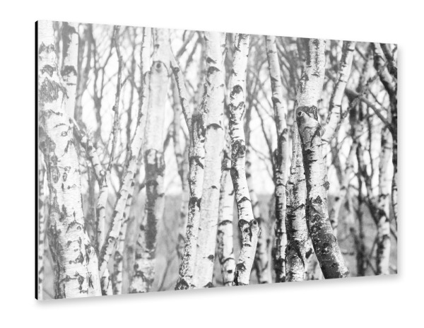 Alu-Dibond "Birch trees forest" 30x20 cm artboxONE