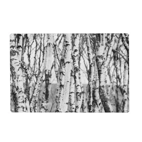 Metall Poster "Birch trees forest" artboxONE - Natur