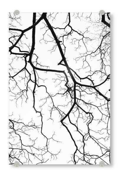 Acrylglasbild "Through the branches" artboxONE - Natur,Schwarzweiß - Trees,Tree,Branch,Sky,Black-and-white,Silhouette,Nature,Clouds
