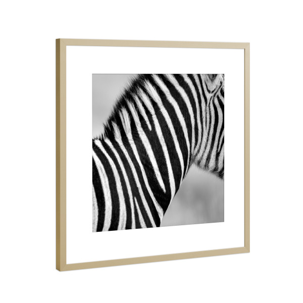 Poster mit Rahmen Gold "Zebra Safari" artboxONE - Natur,Tiere,Schwarzweiß,Reise / Afrika