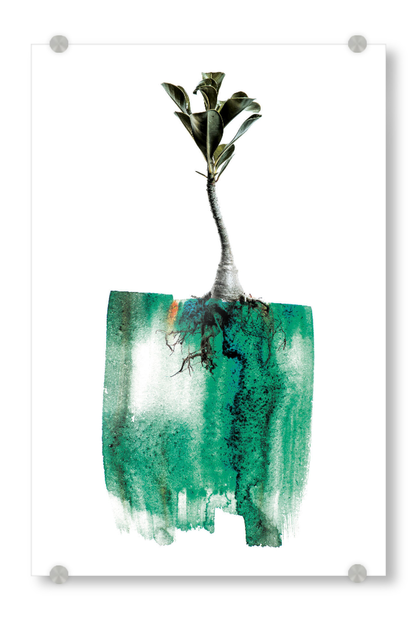 Acrylglasbild "Adenium Whole Plant" artboxONE - Natur,Floral,Abstrakt - Plant,Floral,Painting,Nature,Leaf,Roots,Growth,Form,Natural,Abstarct