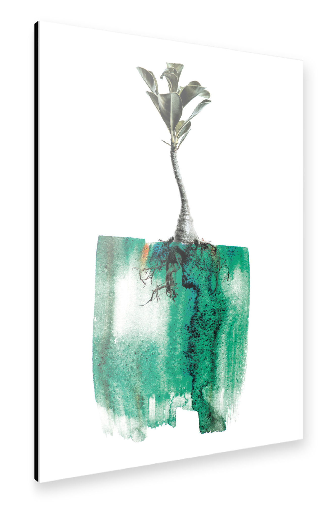 Alu-Dibond "Adenium Whole Plant" 30x20 cm artboxONE