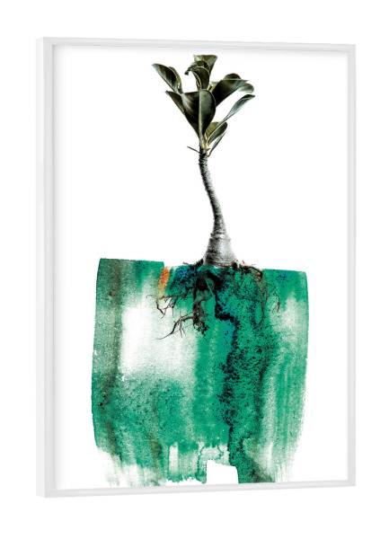 Poster mit weißem Rahmen "Adenium Whole Plant" artboxONE - Natur,Floral,Abstrakt