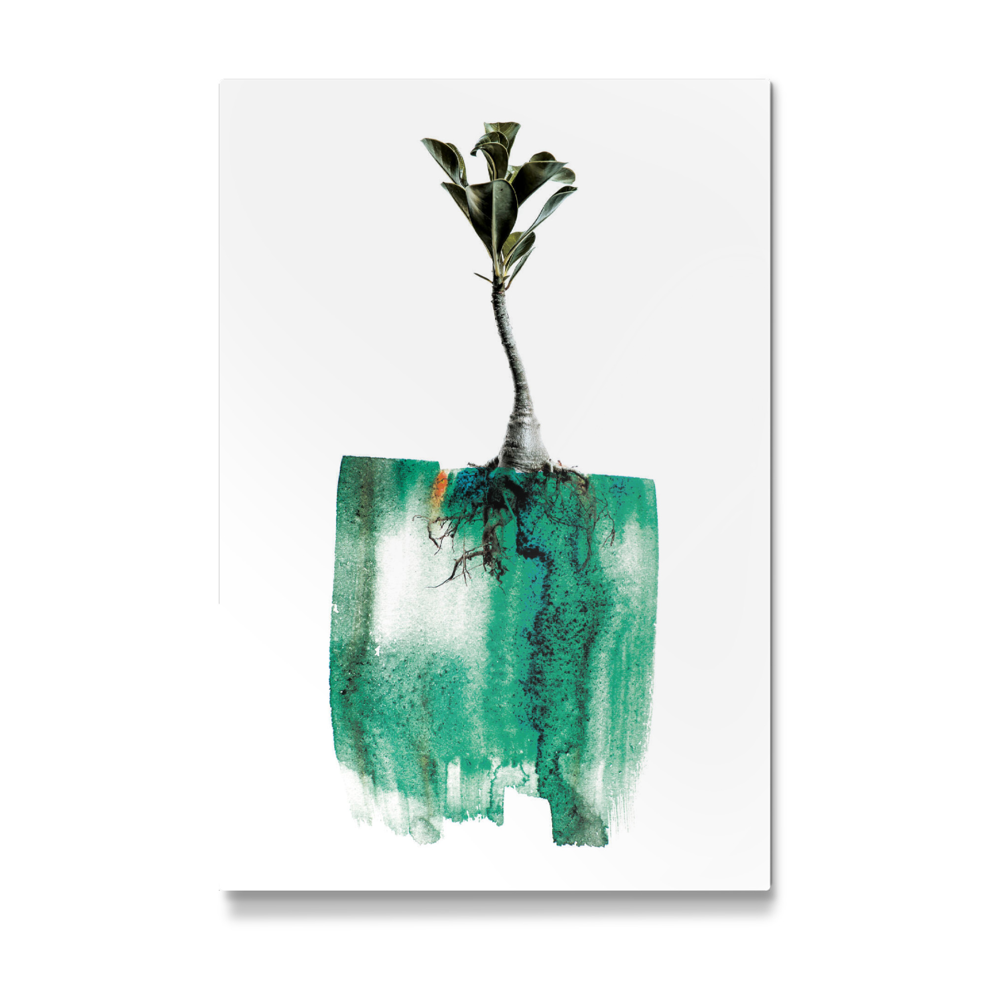 Galerie-Print "Adenium Whole Plant" 75x50 cm artboxONE