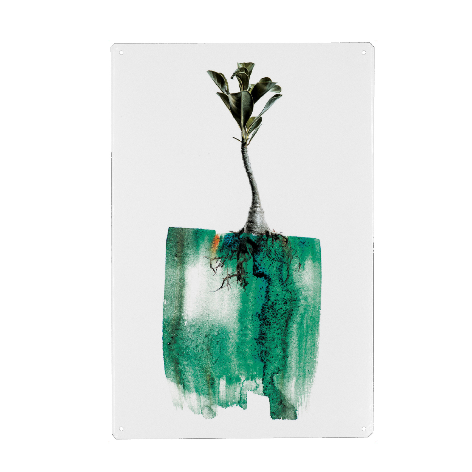 Metall Poster "Adenium Whole Plant" artboxONE - Natur,Floral,Abstrakt - Plant,Floral,Painting,Nature,Leaf,Roots,Growth,Form,Natural,Abstarct