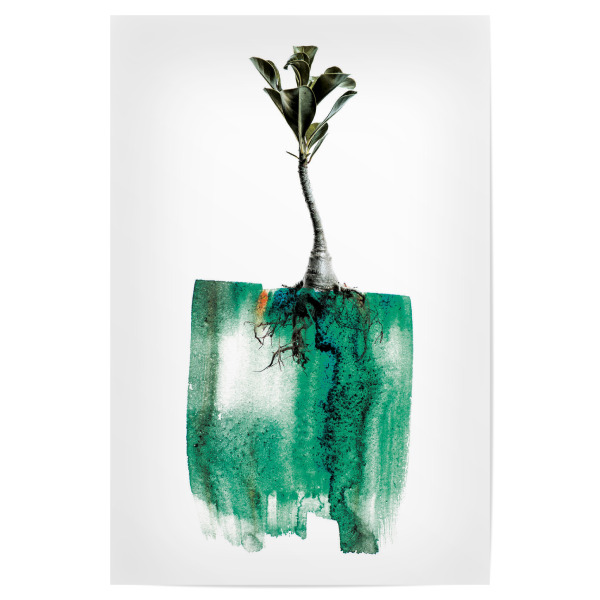 Poster 30x20 cm "Adenium Whole Plant" artboxONE - Natur,Floral,Abstrakt - Plant,Floral,Painting,Nature,Leaf,Roots,Growth,Form,Natural,Abstarct