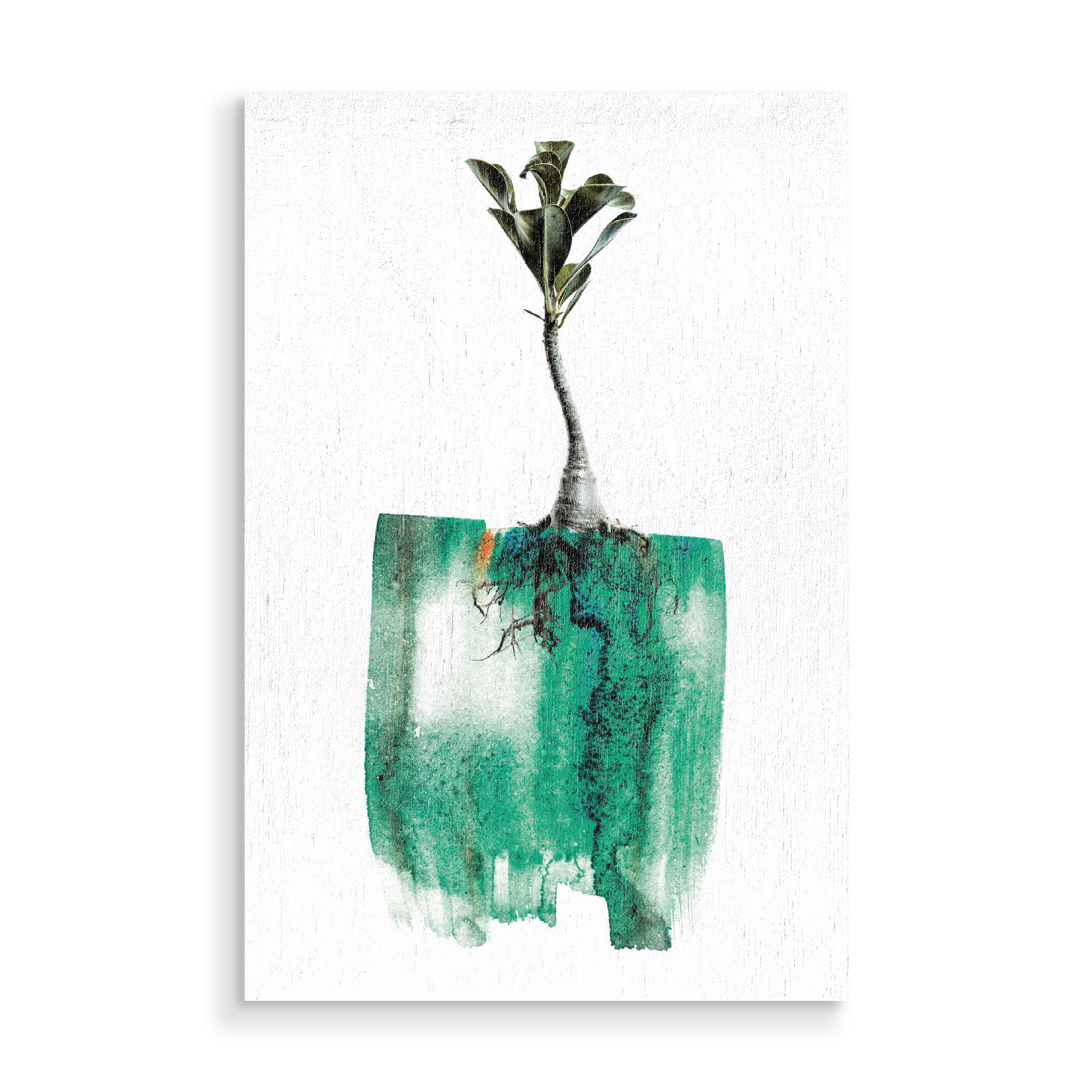 Holzbild "Adenium Whole Plant" artboxONE - Natur,Floral,Abstrakt - Plant,Floral,Painting,Nature,Leaf,Roots,Growth,Form,Natural,Abstarct