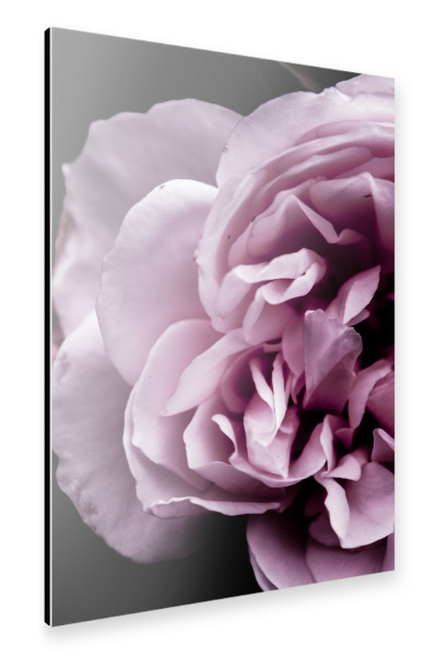 Alu-Dibond "Pink Touch" 30x20 cm artboxONE