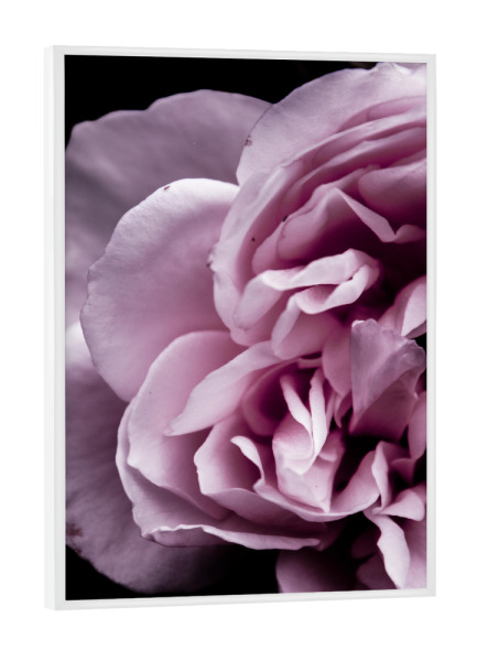 Poster mit weißem Rahmen "Pink Touch" artboxONE - Natur,Floral - Petals,Botanical,Petal,Blossom,Nature,Photography,Girly,Pink,Macro,Floral,Flowers