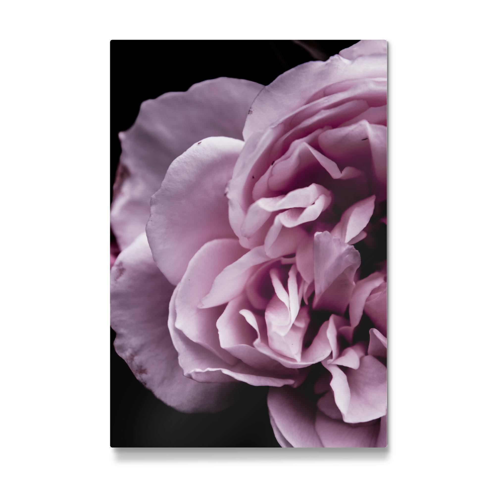 Galerie-Print "Pink Touch" 75x50 cm artboxONE