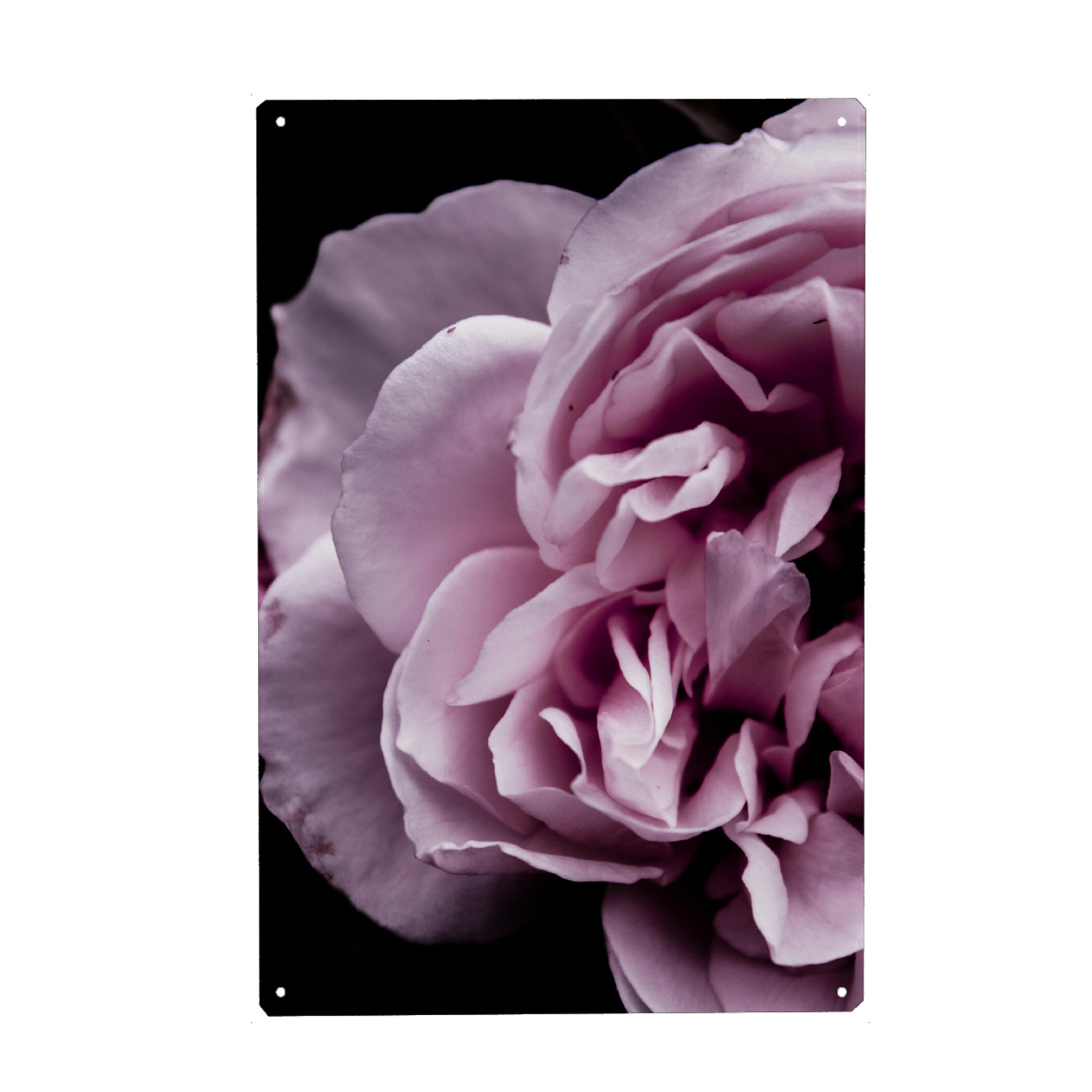 Metall Poster "Pink Touch" artboxONE - Natur,Floral - Petals,Botanical,Petal,Blossom,Nature,Photography,Girly,Pink,Macro,Floral,Flowers - Blechschild