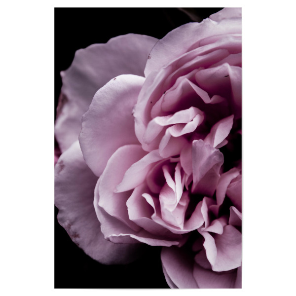 Poster "Pink Touch" artboxONE - Natur,Floral - Petals,Botanical,Petal,Blossom,Nature,Photography,Girly,Pink,Macro,Floral,Flowers