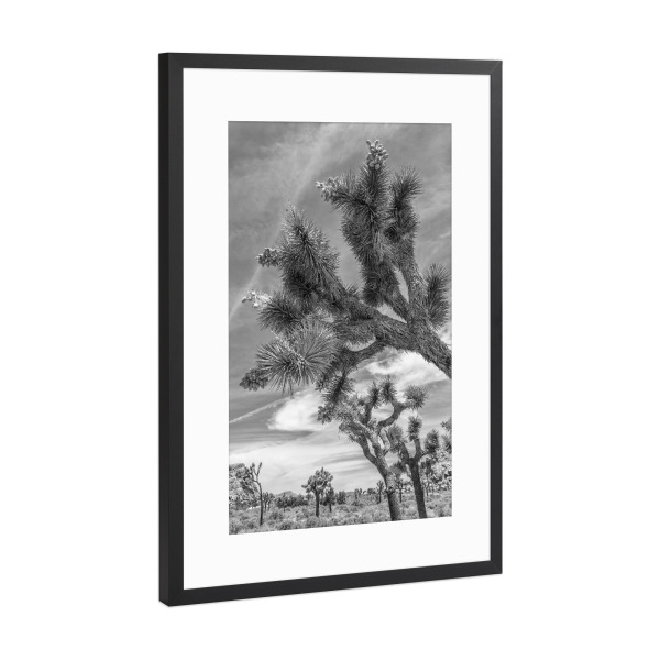Poster mit Rahmen Schwarz (Metallic) "Joshua Tree Nationalpark Monochrom" artboxONE - Natur,Reise,Schwarzweiß