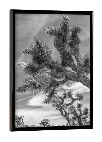 Poster mit schwarzem Rahmen "Joshua Tree Nationalpark Monochrom" artboxONE - Natur,Reise,Schwarzweiß