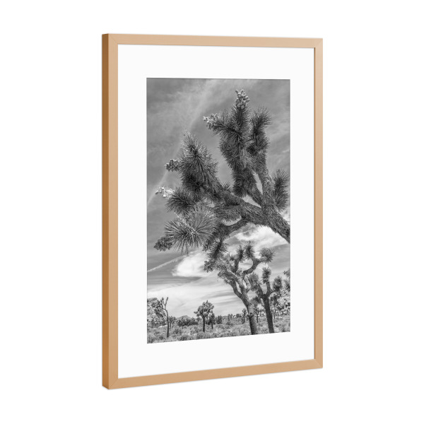 Poster mit Rahmen Kupfer "Joshua Tree Nationalpark Monochrom" artboxONE - Natur,Reise,Schwarzweiß