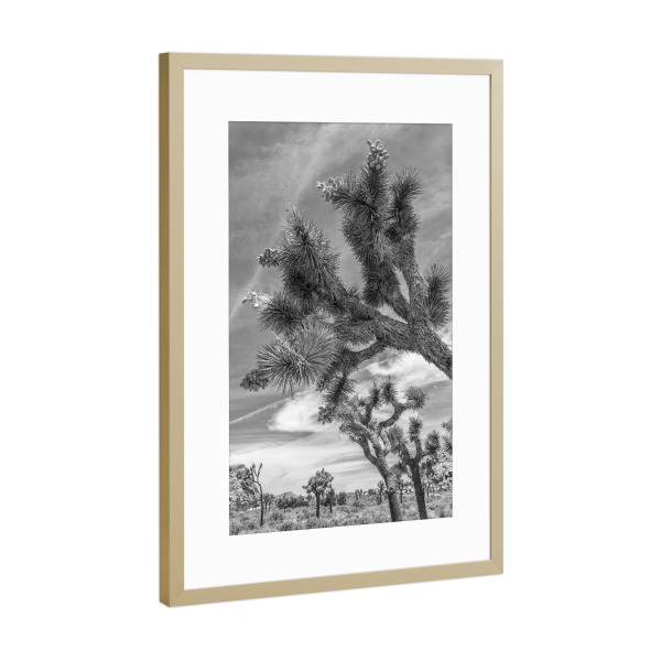 Poster mit Rahmen Gold "Joshua Tree Nationalpark Monochrom" artboxONE - Natur,Reise,Schwarzweiß