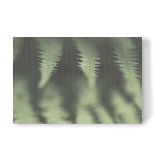 Leinwandbild "Farngewächs" artboxONE - Floral - Farn,Nahaufnahme,Pflanze