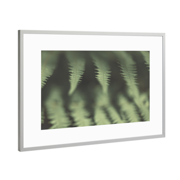 Poster mit Rahmen Silber "Farngewächs" artboxONE - Floral - Farn,Nahaufnahme,Pflanze