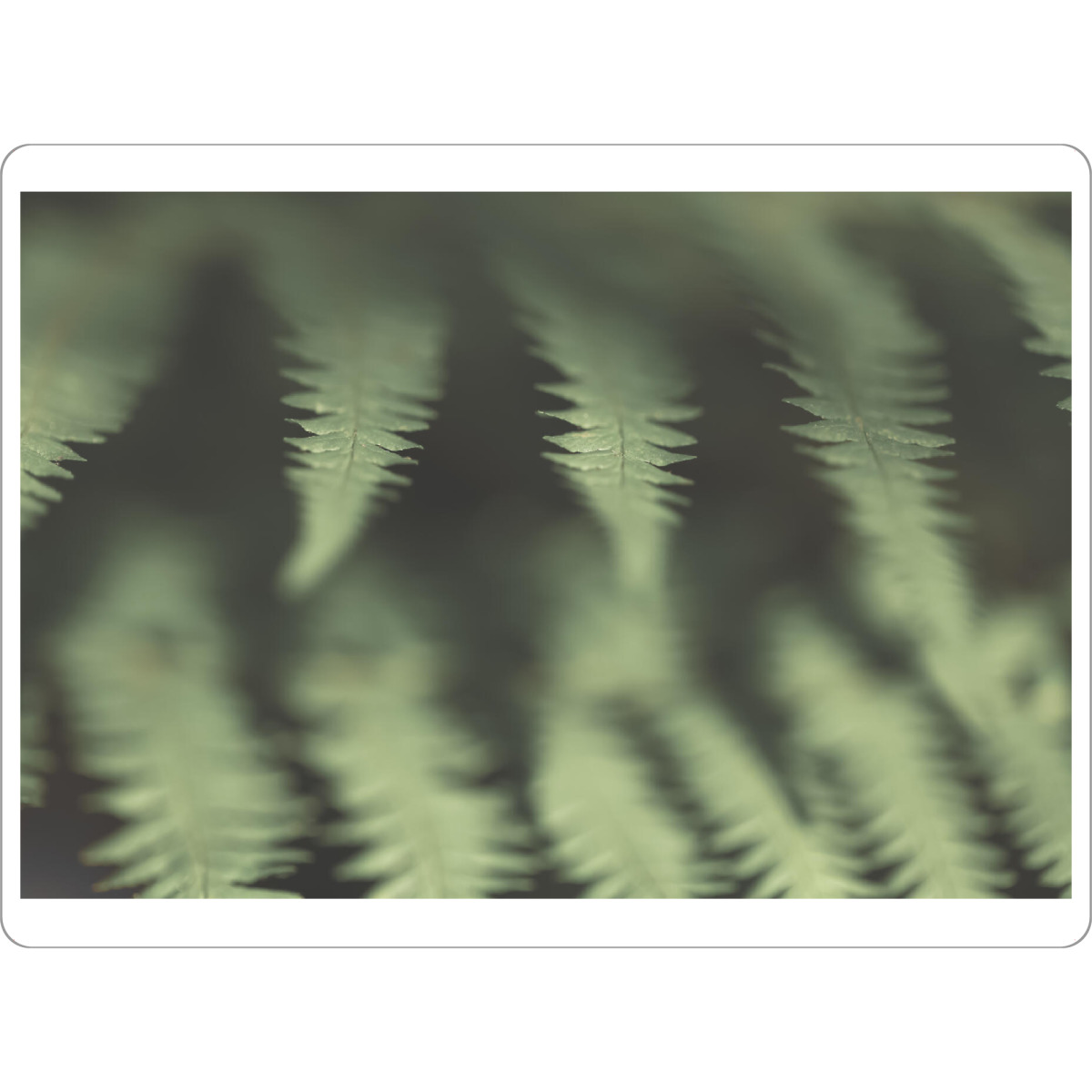 Tischset "Farngewächs" artboxONE - Floral - Farn,Nahaufnahme,Pflanze - Bild farn