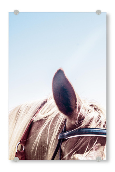 Acrylglasbild "Horses Ear" artboxONE - Tiere